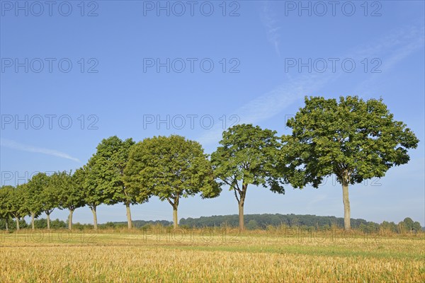 Row of trees, maple (Acer) on a stubble field, blue sky, North Rhine-Westphalia, Germany, Europe