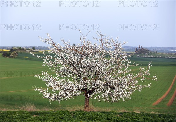 Blossoming apple tree, in the background is the Teufelsmauer, Warnstedt, 08.04.2024., Warnstedt,