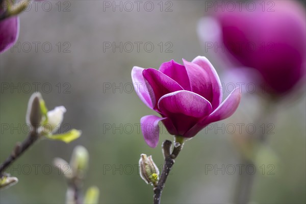 Magnolias (Magnolia) in bloom at Hohenheim Palace. Exotic and Botanical Garden of the University of