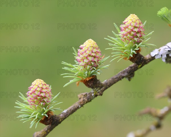 Larch (Larix decidua), female flowers on a larch branch, Siegerland, North Rhine-Westphalia,