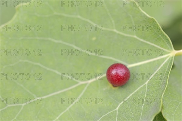 Aspen gall midge (Harmandia tremulae, Harmandiola tremulae), Galle, North Rhine-Westphalia,