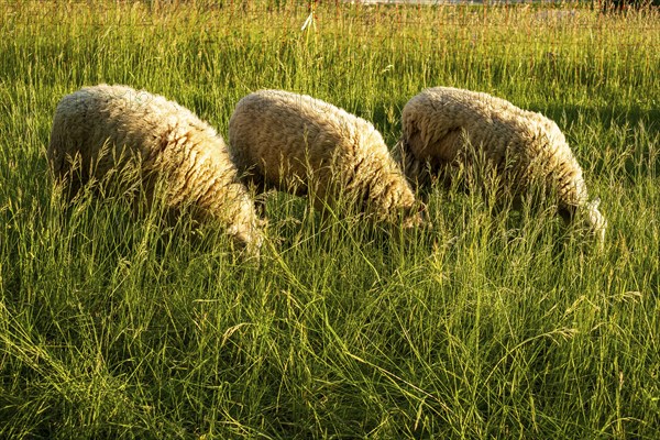 Sheep grazing in a meadow in the evening light, Swabian Alb, Münsingen, Baden-Württemberg, Germany,