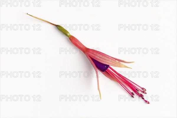 Fuchsia flower, close-up, white background