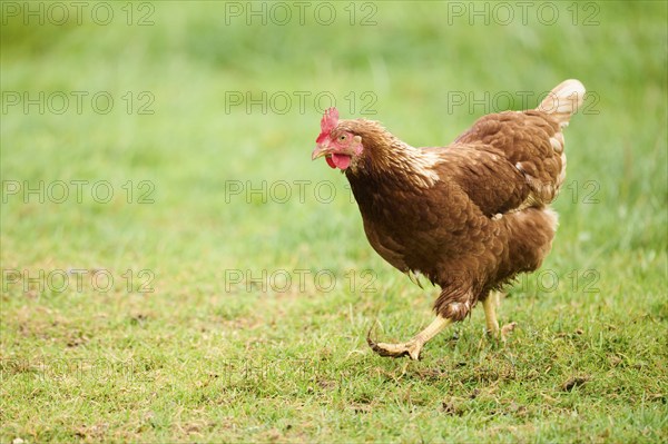 A chicken with brown feathers and a red comb walking on grass during the day, Chicken (Gallus