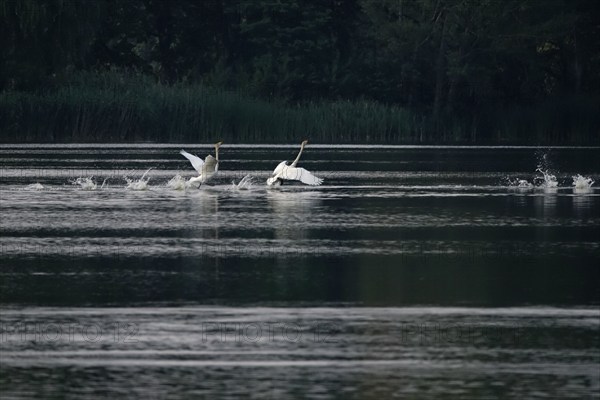 Upper Lusatian Heath and Pond Landscape, Whooper Swans, June, Saxony, Germany, Europe