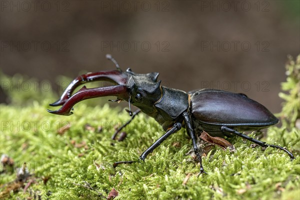 Stag beetle (Lucanus cervus), horned beetle, fire beetle, male with large mandibles, upper jaw,