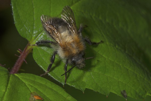 Summer fur bee (Anthophora aestivalis) sitting on a green leaf against a dark background,