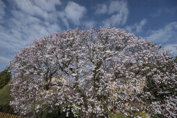 Flowering myrobolane (Prunus cerasifera), Bavaria, Germany, Europe