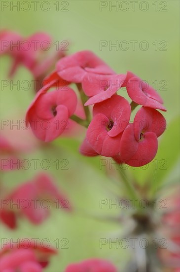 Crown of thorns (Euphorbia milii), flowers, native to Madagascar, ornamental plant, North