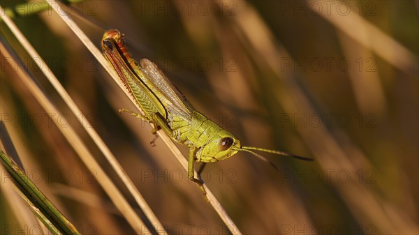 Green locust (locusta), in profile, sitting on a blade of grass in the sunlight, Strofilia biotope,