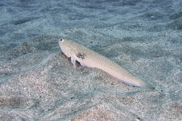 A poisonous Petermännchen (Trachinus draco) lies quietly on sandy ground under water. Dive site