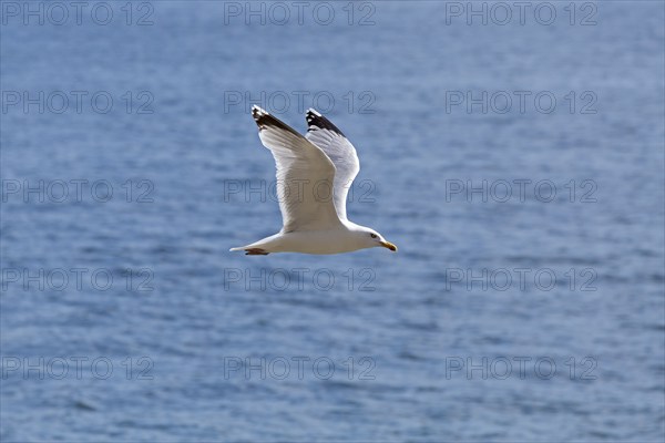 European herring gull (Larus argentatus) in flight, Kiel Fjord, Kiel, Schleswig-Holstein, Germany,