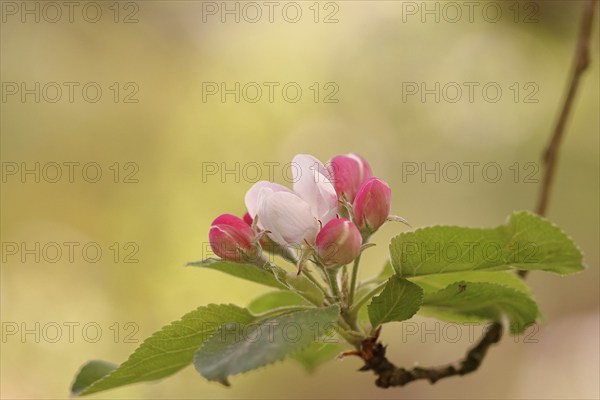 Apple blossoms (Malus), white and pink flowers, Wilnsdorf, Nordrhein. Westphalia, Germany, Europe