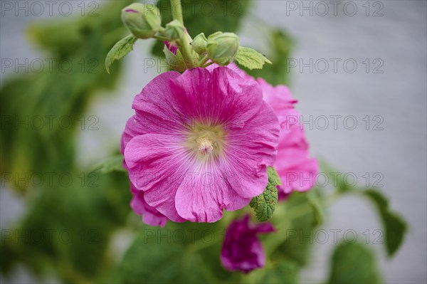 Blooming pink hibiscus (Hibiscus), with buds, close-up, summer, Germany, Europe