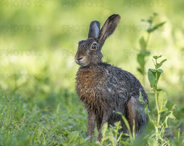 European hare (Lepus europaeus) with wet fur sitting in a field, wildlife, Thuringia, Germany,
