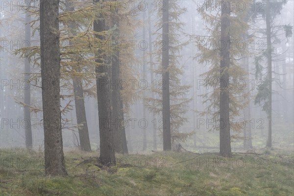 Fog in the larch forest (Larix decidua), Emsland, Lower Saxony, Germany, Europe
