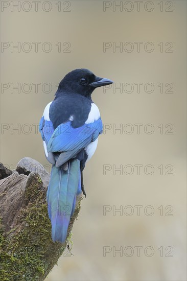 Magpie, (Pica pica) sitting on a tree stump, with contrasting blue, black and white feathers,
