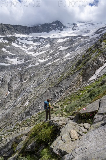 Mountaineer on hiking trail with blooming alpine roses, mountain landscape with rocky mountains and