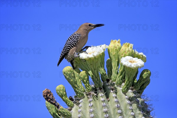 Gila woodpecker (Melanerpes uropygialis), adult, male, on Saguaro cactus flower, foraging, Sonoran