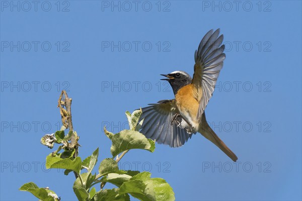 A redstart (Phoenicurus phoenicurus), male, approaching the branch of an apple tree, blue sky,