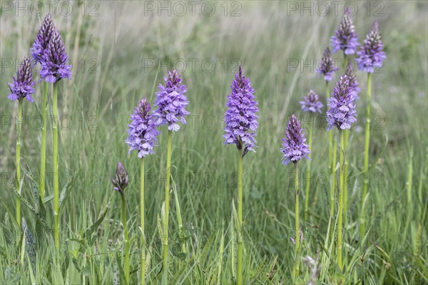 Southern marsh orchid (Dactylorhiza praetermissa), Emsland, Lower Saxony, Germany, Europe