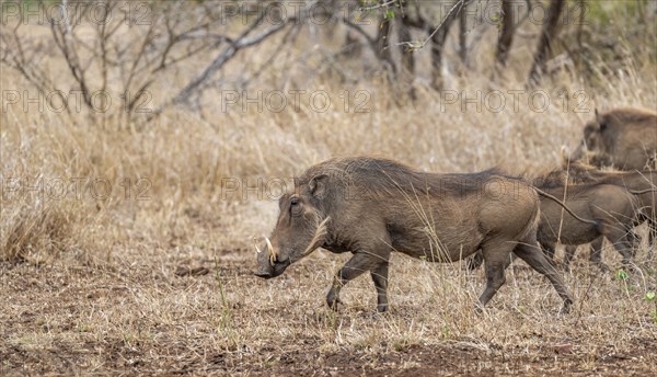 Common warthog (Phacochoerus africanus), in dry grass, Kruger National Park, South Africa, Africa