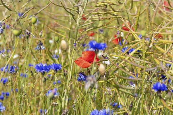 Close-up of a summer meadow with blooming cornflowers and red poppies, Rügen