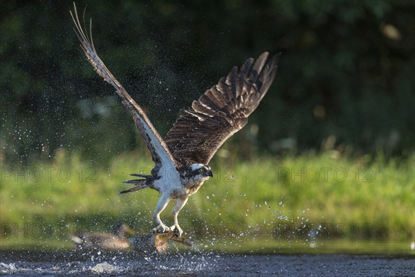 Western osprey (Pandion haliaetus) hunting with a trout, Aviemore, Scotland, Great Britain