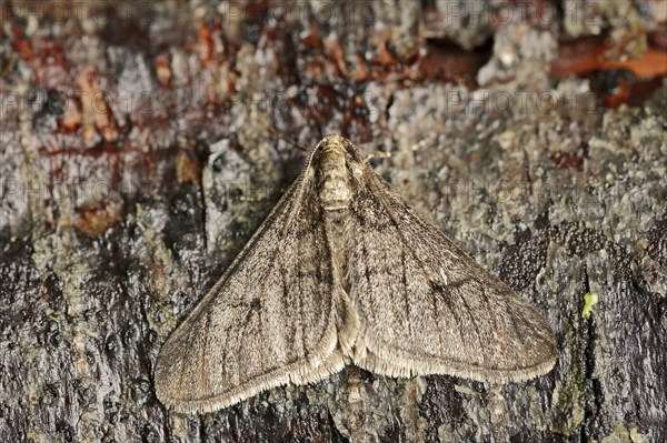 Winter moth (Operophtera brumata), male, North Rhine-Westphalia, Germany, Europe
