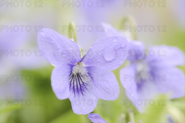 Wood violet (Viola riviniana), flower, North Rhine-Westphalia, Germany, Europe