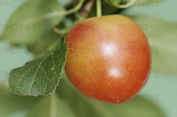 Myrobolane (Prunus cerasifera), fruit on the tree, North Rhine-Westphalia, Germany, Europe