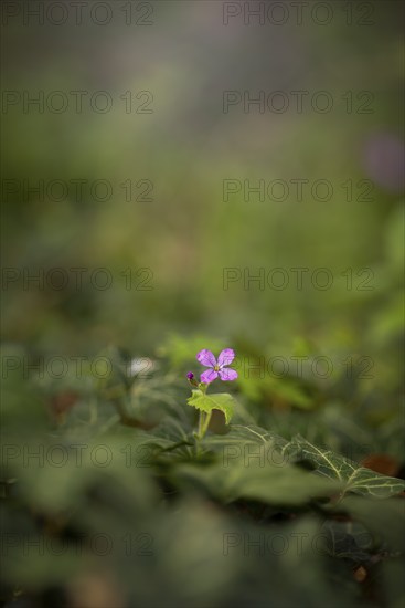 Close-up of an annual honesty (Lunaria annua), annual silverleaf, garden silverleaf, Judas