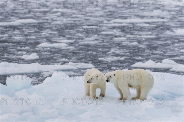 Polar bears (Ursus maritimus) on the pack ice at 82 degrees north on an ice floe, mother with cubs,