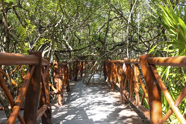 Mexico tourism destination, caves and pools of Cenote Casa Tortuga near Tulum and Playa Del Carmen