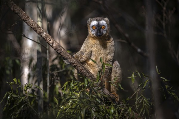 Red-fronted lemur (Eulemur rufifrons) in the dry forests of western Madagascar