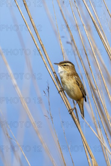 Sedge warbler (Acrocephalus schoenobaenus) perched in reedbed in spring