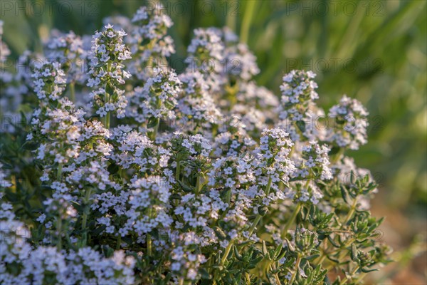 Flowering thyme, Tuscany, Italy, Europe