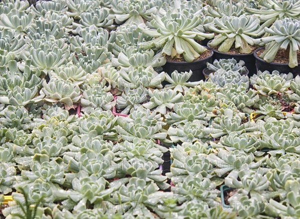 Various types of succulent in flower pots in the greenhouse. Closeup, selective focus