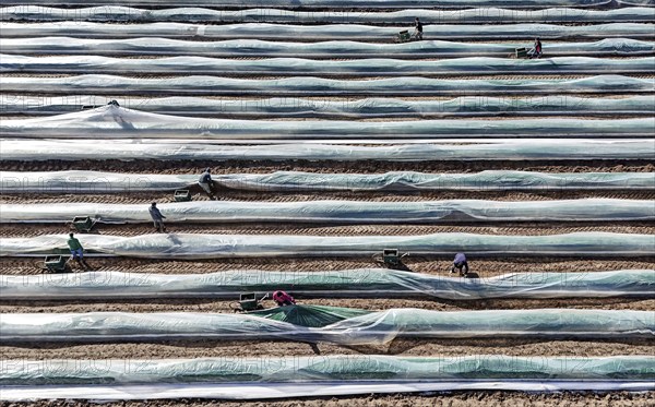 The first asparagus is harvested from a foil-covered asparagus field, Beelitz, 26/03/2024