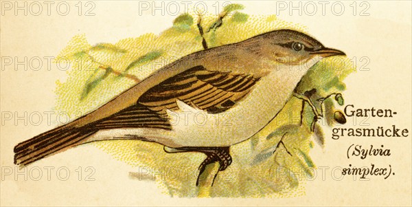 Garden warbler (Sylvia borin) historical illustration, World of Birds 1890