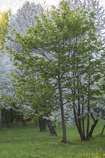 Blooming apple trees in spring park