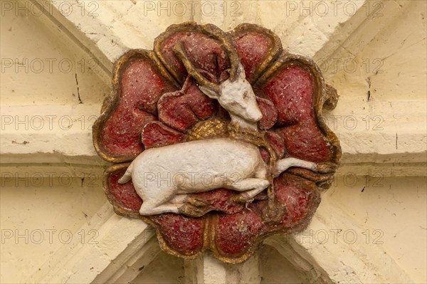 Roof boss depicting a white hart deer Great Hall, Dartington estate, Darlington, south Devon,