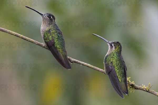 Violet-crowned Brilliant Hummingbird (Eugenes fulgens), Parque National Los Quetzales, Costa Rica,