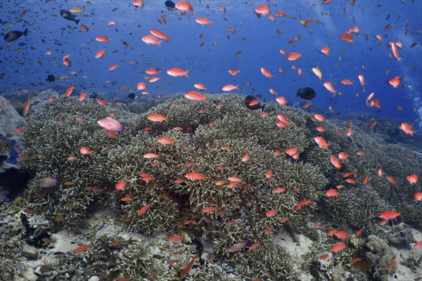 Coral reef with many small orange-coloured fish, jewel flag perch (Pseudanthias squamipinnis), in