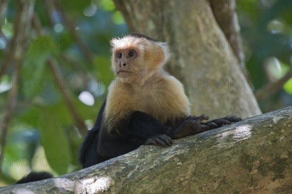 White-shouldered capuchin monkey (Cebus capucinus), Manuel Antonio National Park, Costa Rica,