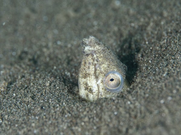 A sand snake eel (Ophichthus altipennis), snake eel, looks out of the sand, well camouflaged in its