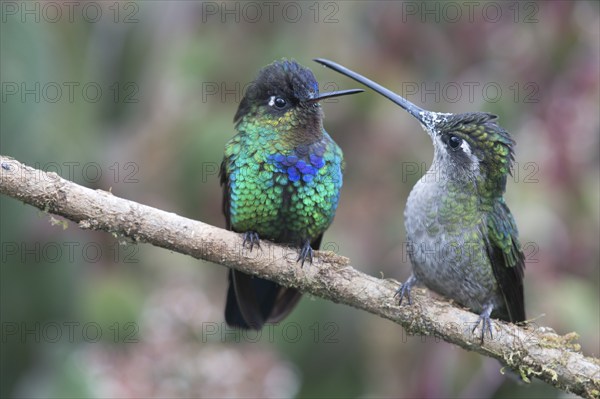 Violet-crowned Brilliant Hummingbird (Eugenes fulgens) and Fire-throated Hummingbird (Panterpe