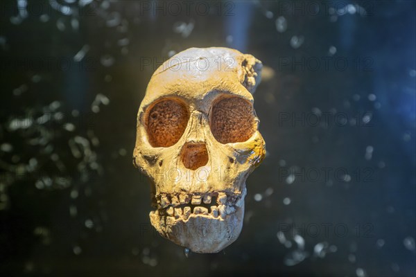 Skull of young hominid child Australopithecus Africanus, National Museum of Anthropology, Mexico