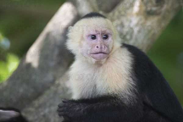 White-shouldered capuchin monkey (Cebus capucinus), Manuel Antonio National Park, Costa Rica,