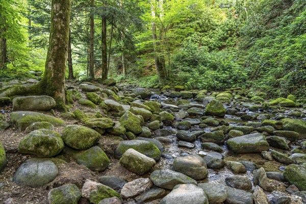 In the Grobbach stream valley on the Geroldsau Waterfall Circular Trail, Geroldsau, Baden-Baden,